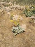 Phlomis aucheri